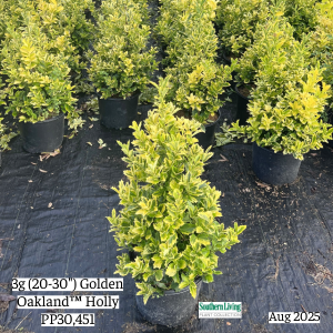 August 2025 3g Golden Oakland Holly Group Website